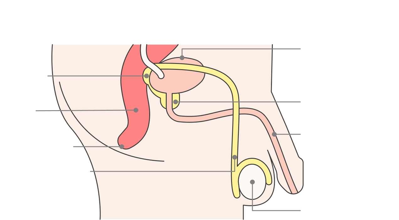 location and structures of the prostate gland