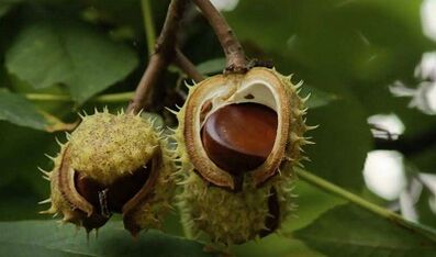 Using chestnuts for the treatment of prostatitis